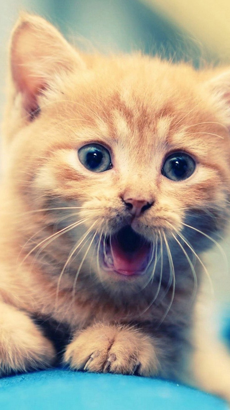 Классные милые котики
