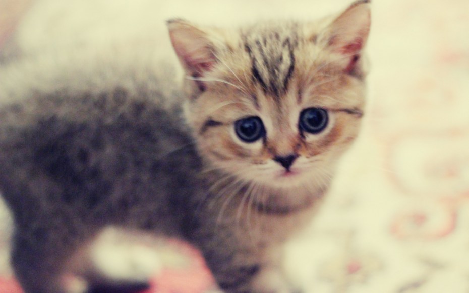 Котята милашки