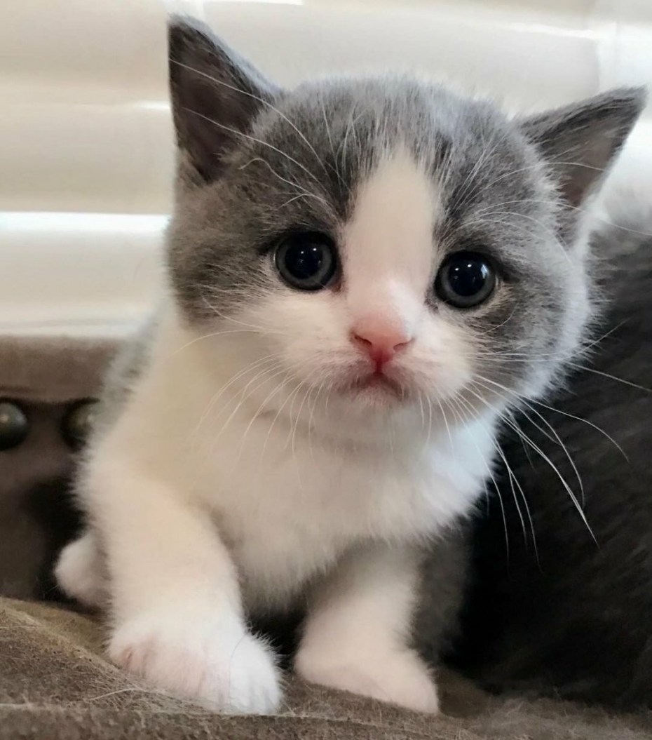 Милые котики