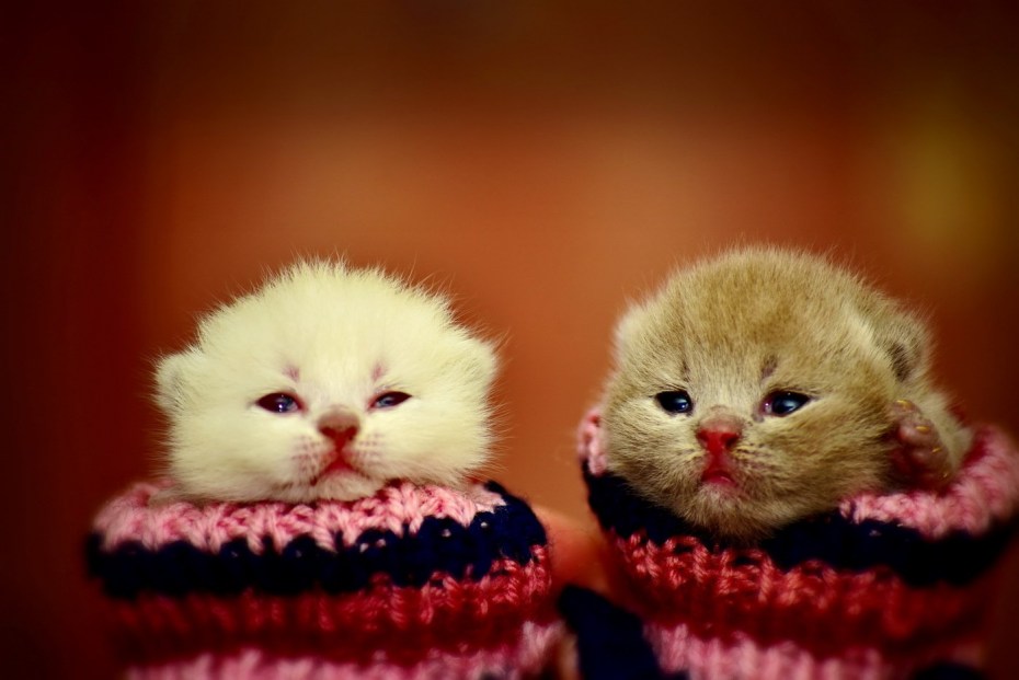 Мимимишные котята