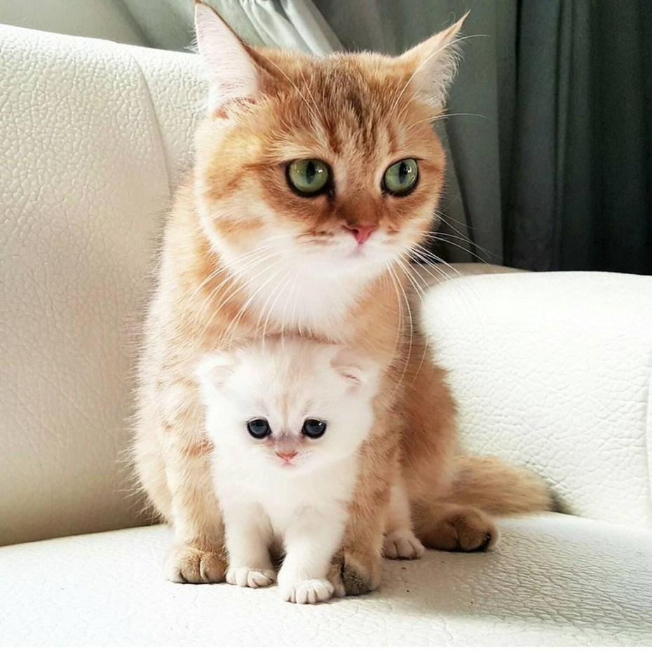 Милая кошка