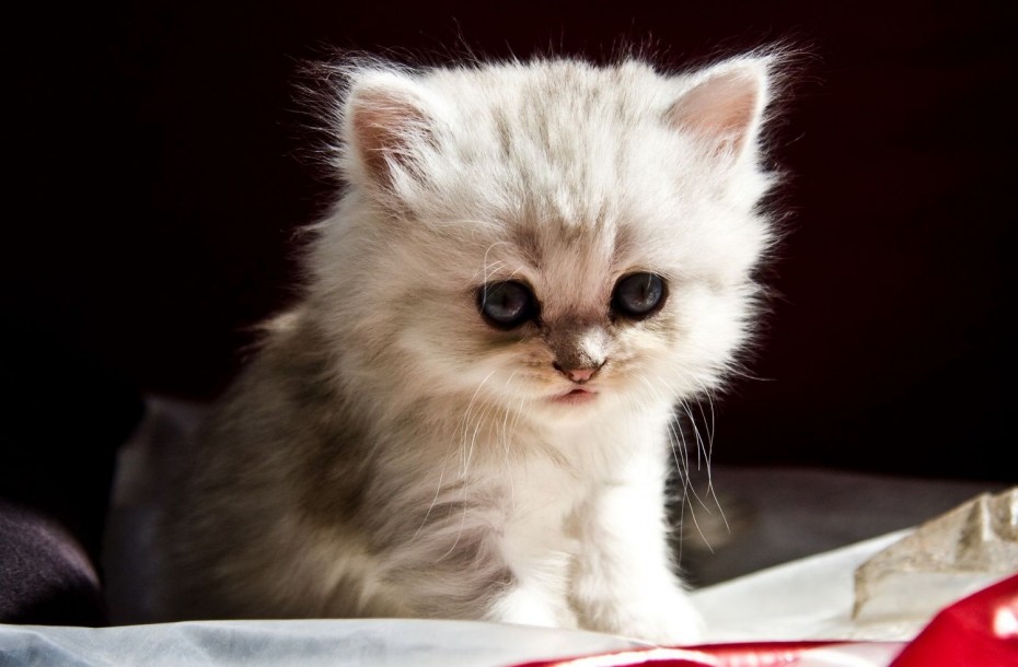 Мимимишные котята