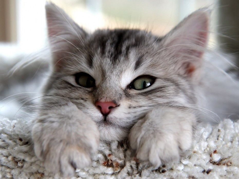 Милые коты