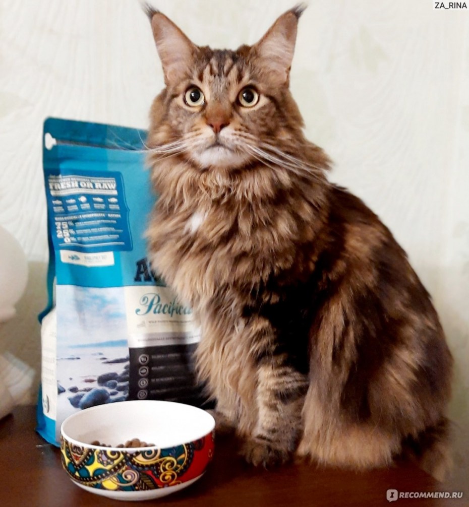 Cat food корм
