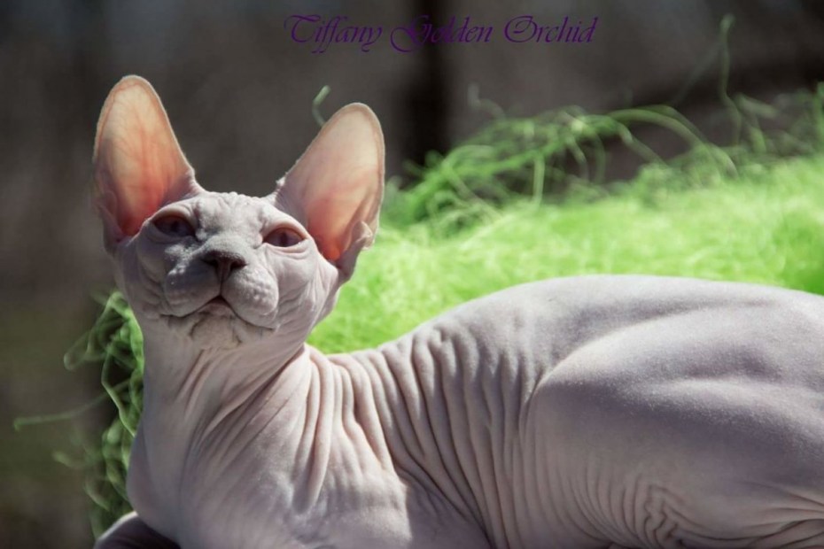 Сфинкс кот