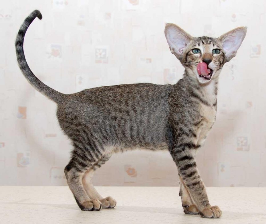 Osh кошка