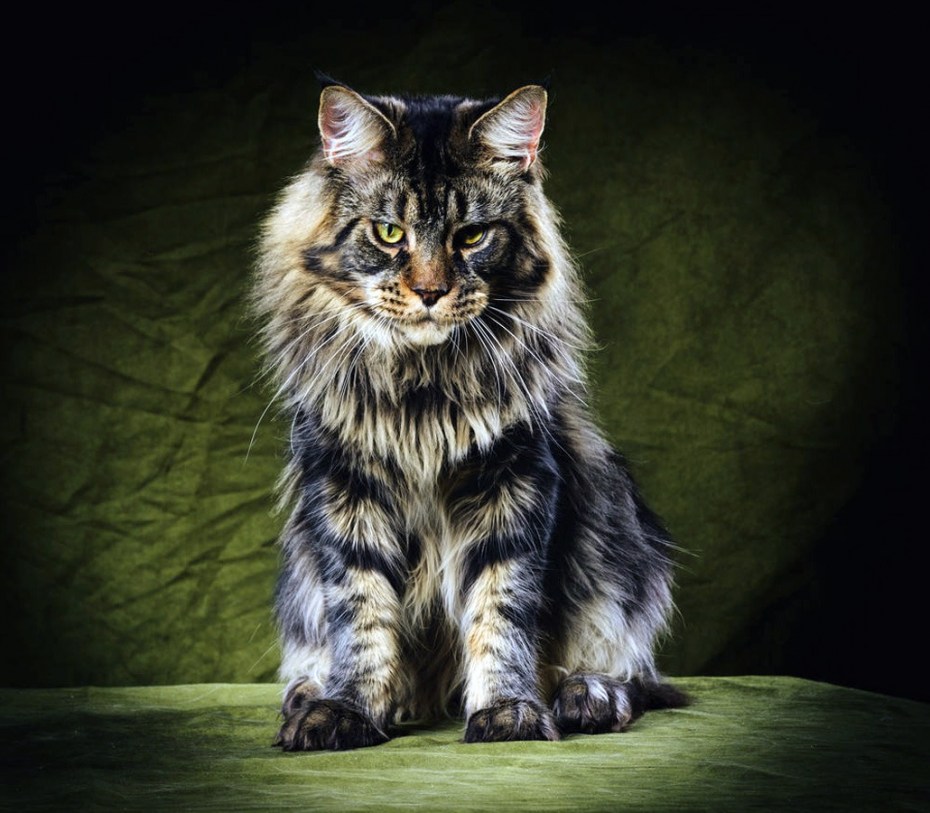 Котята породы Мейн кун