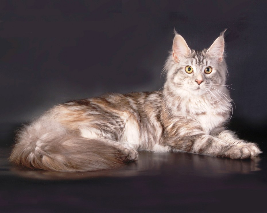 Кошка Мейн кун