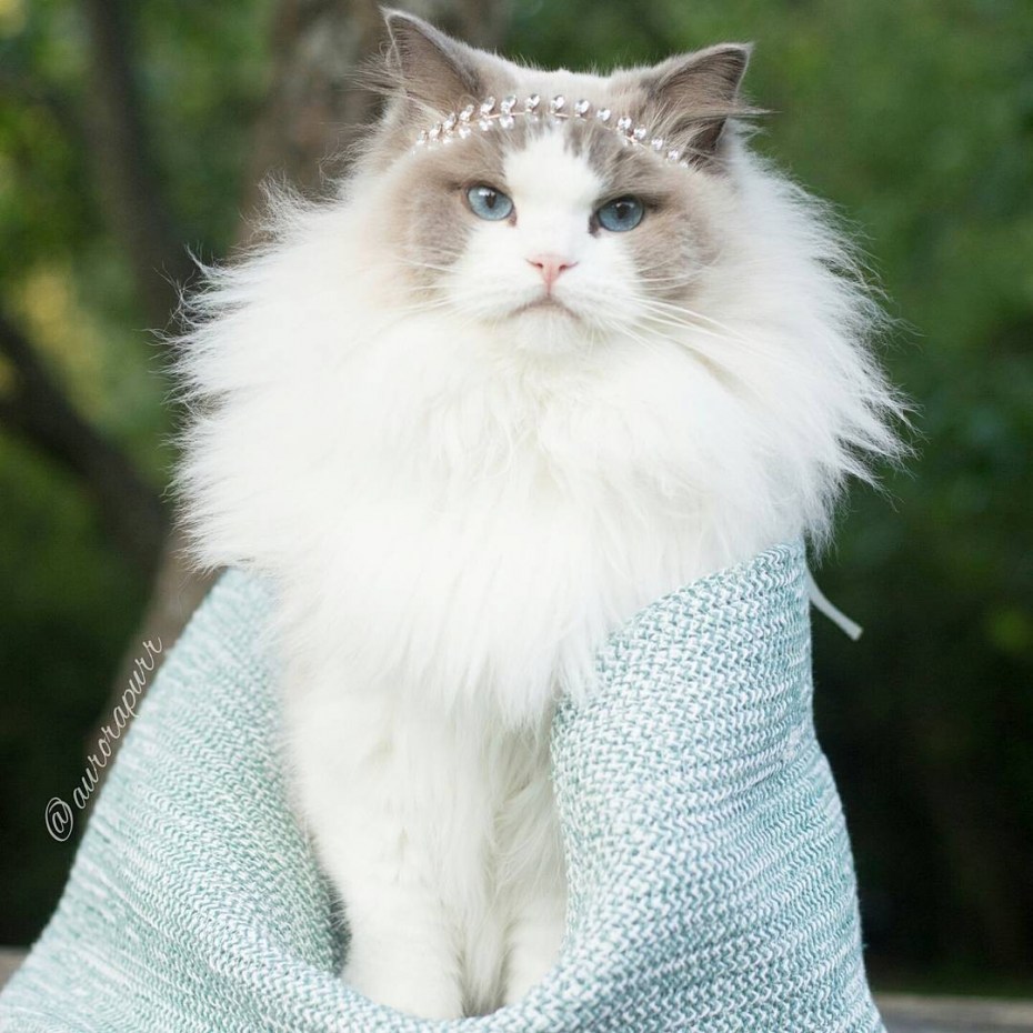Кошка Аврора Рэгдолл