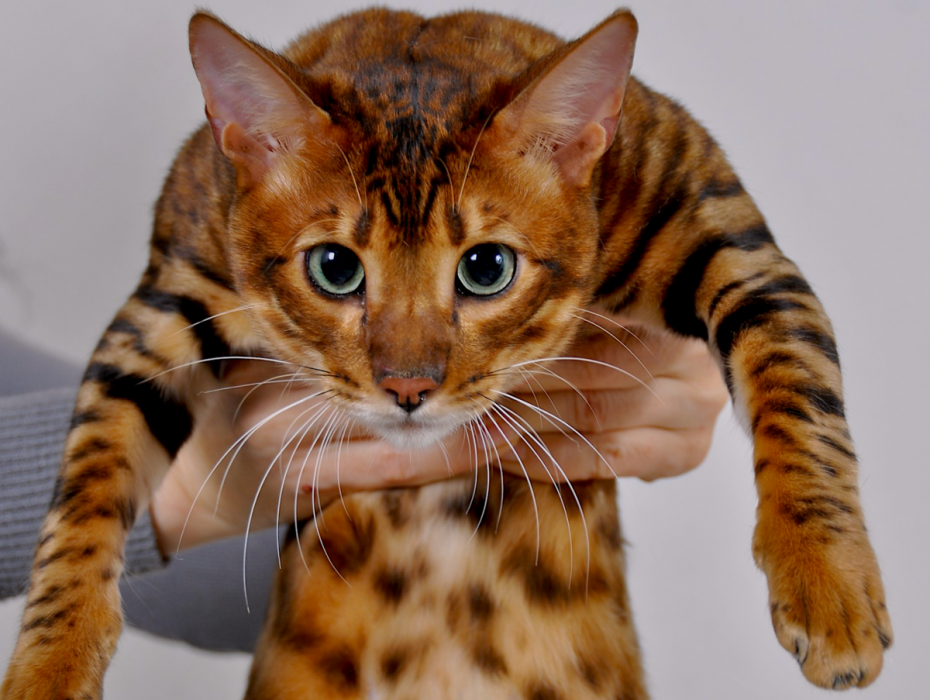 Котята породы тойгер