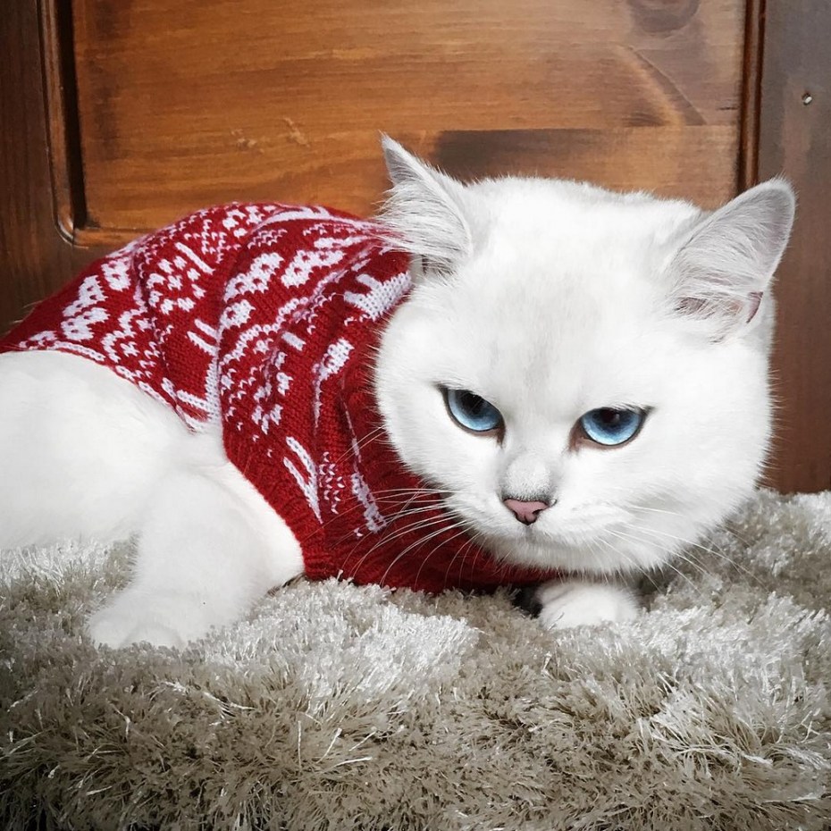 Коби кот
