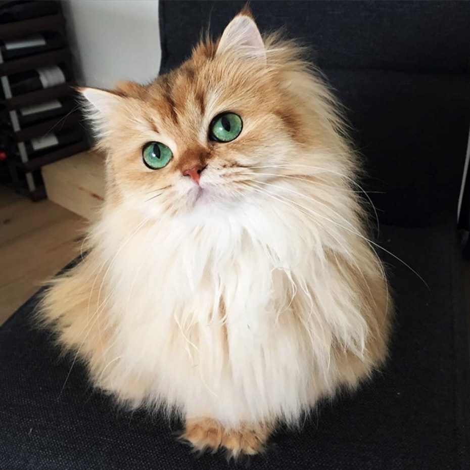 Кот смузи