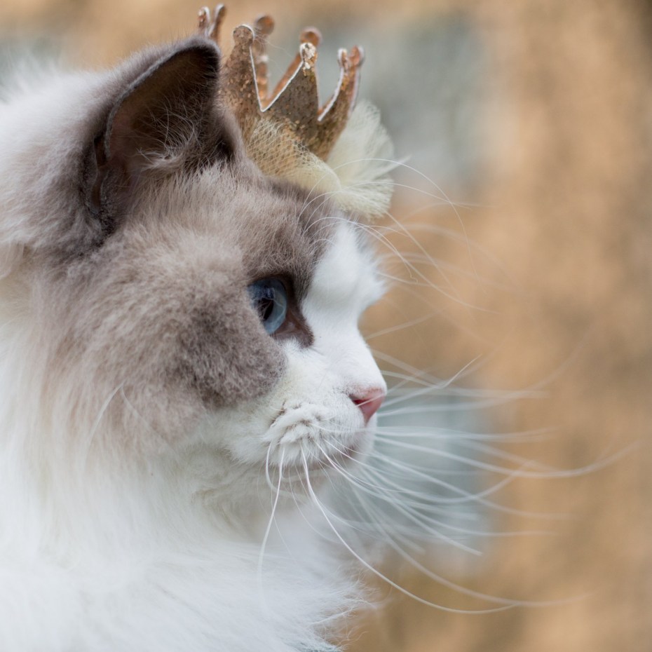Кошка Аврора Рэгдолл