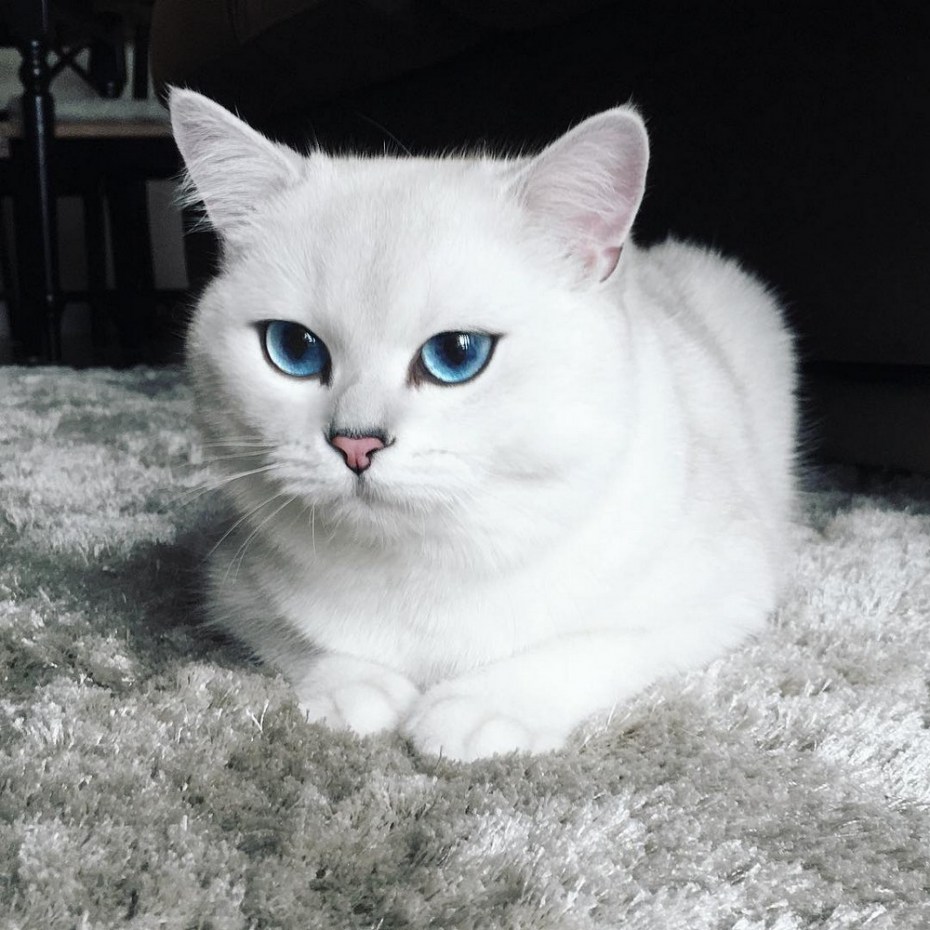 Шиншилла Пойнт Коби