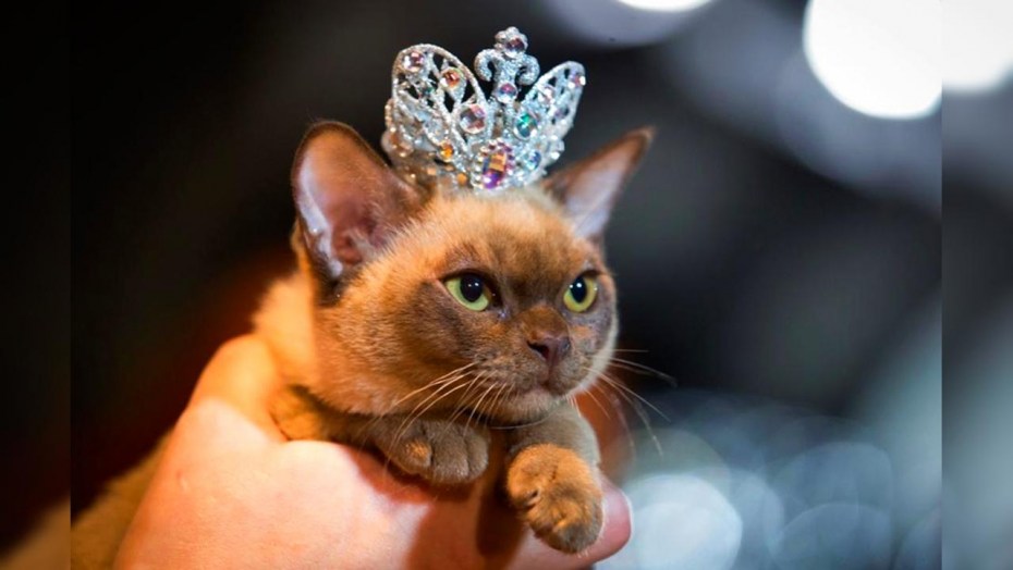 Кошечка с короной