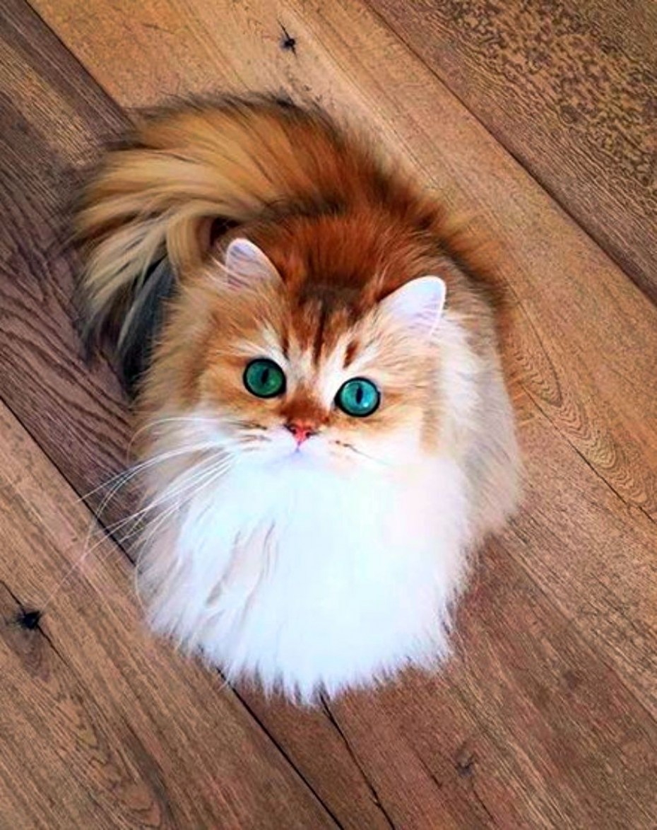 Пушистая кошка