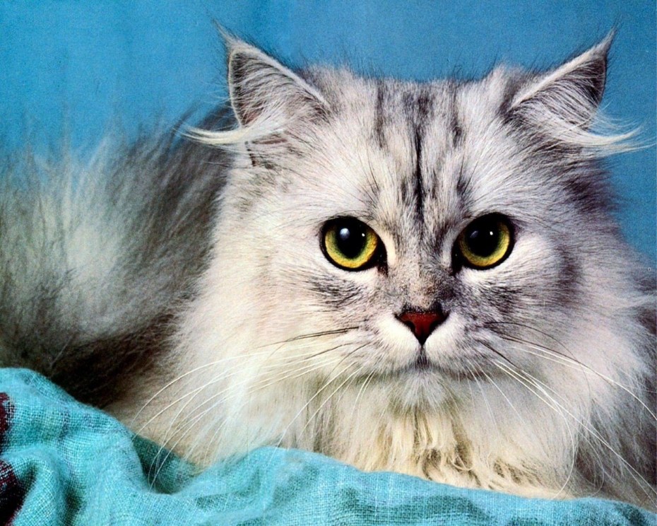 Самые красивые коты