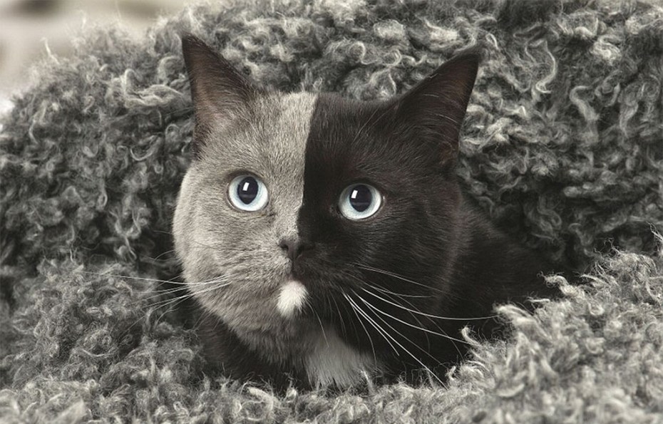 Серо черно белый кот