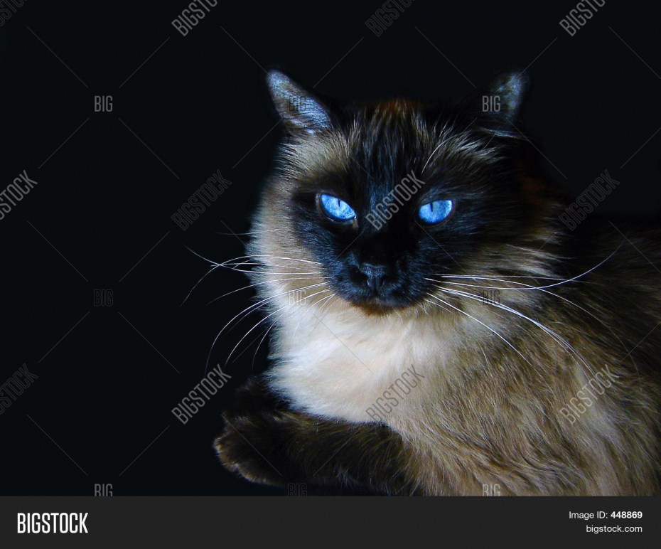 Рэгдолл котята черные