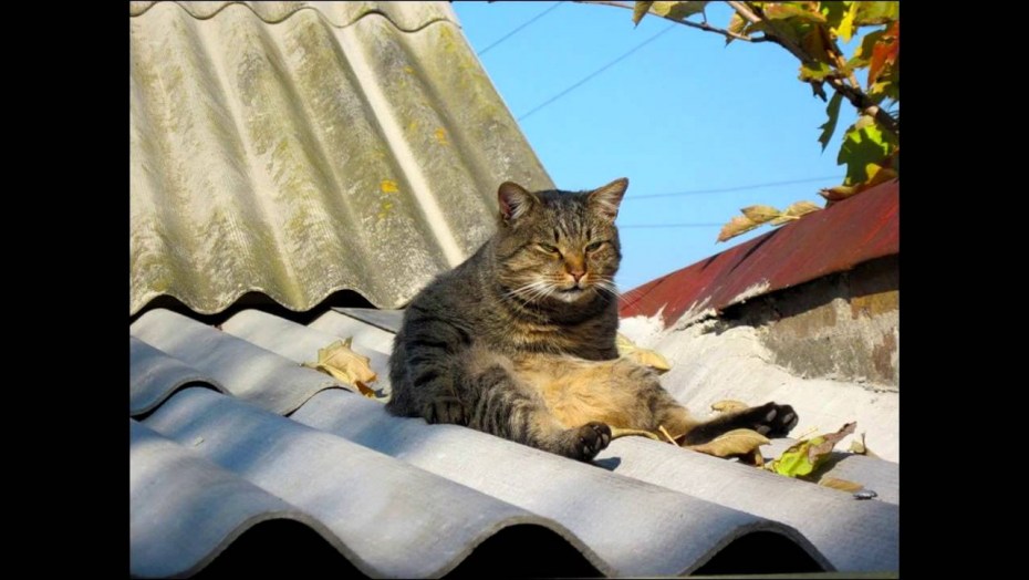Кошечки на крыше