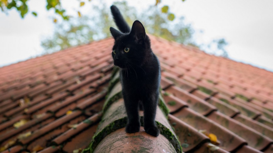 Кот на черепичной крыше