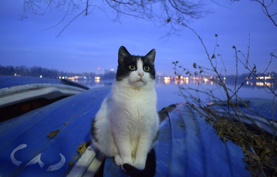 Зимний кот