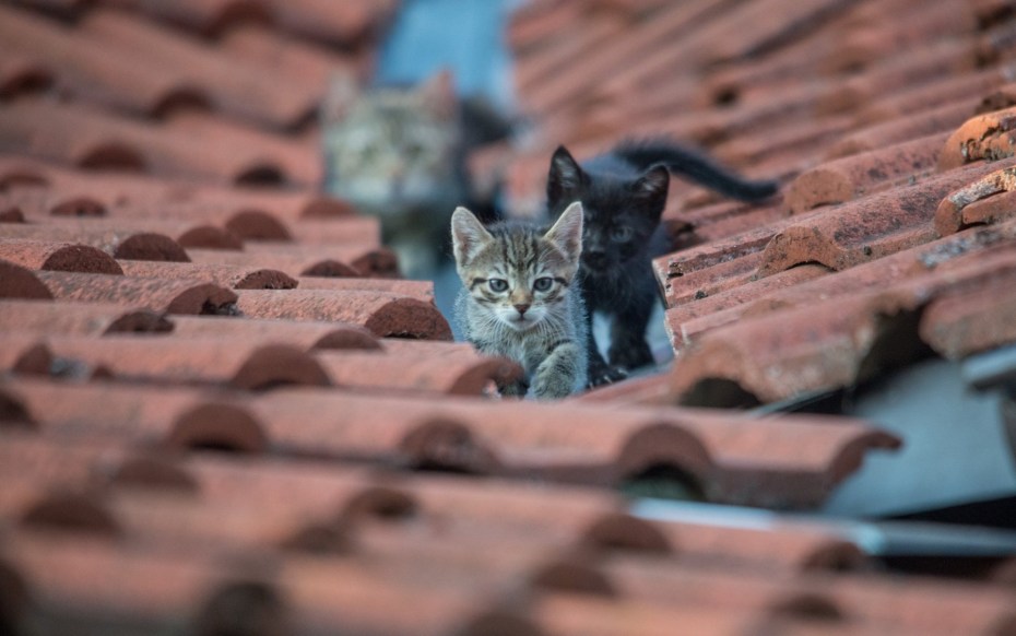 Кот на черепичной крыше