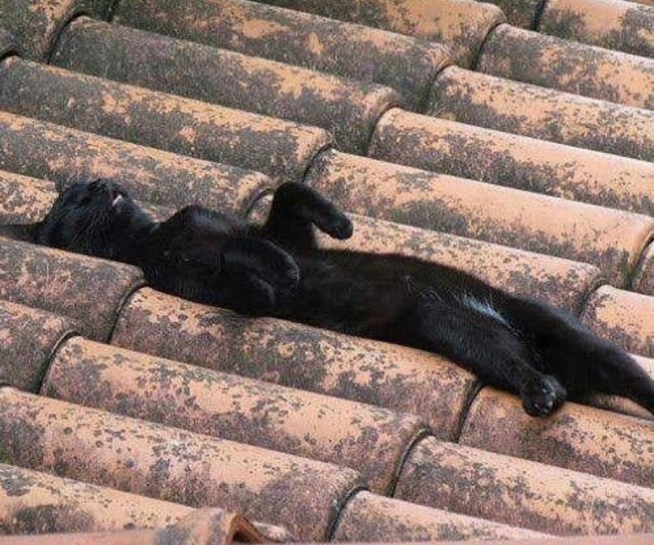 Черная кошка на крыше