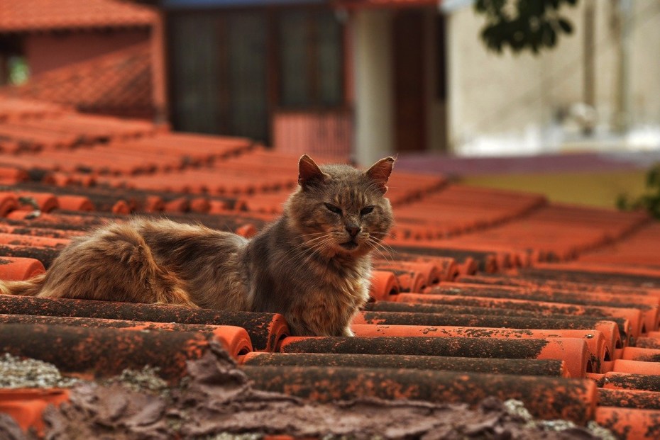 Котенок на крыше