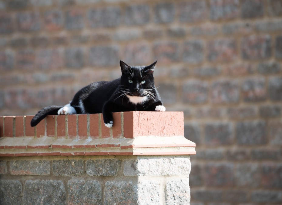 Кирпич котики