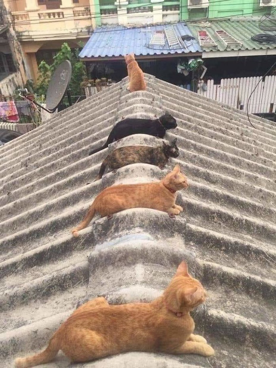 Крыши с котами