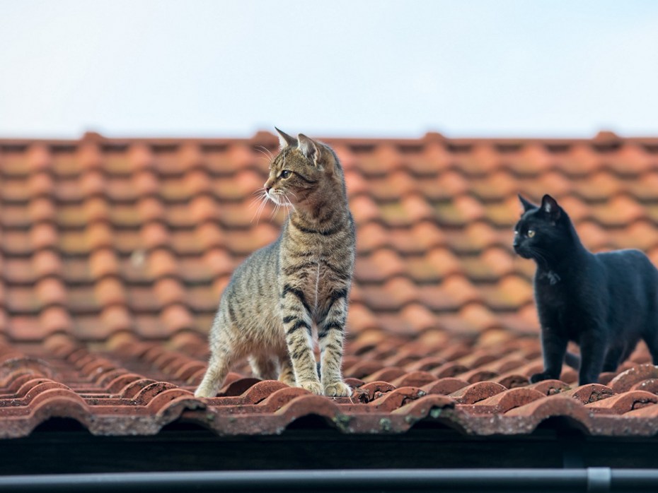 Кошечки на крыше