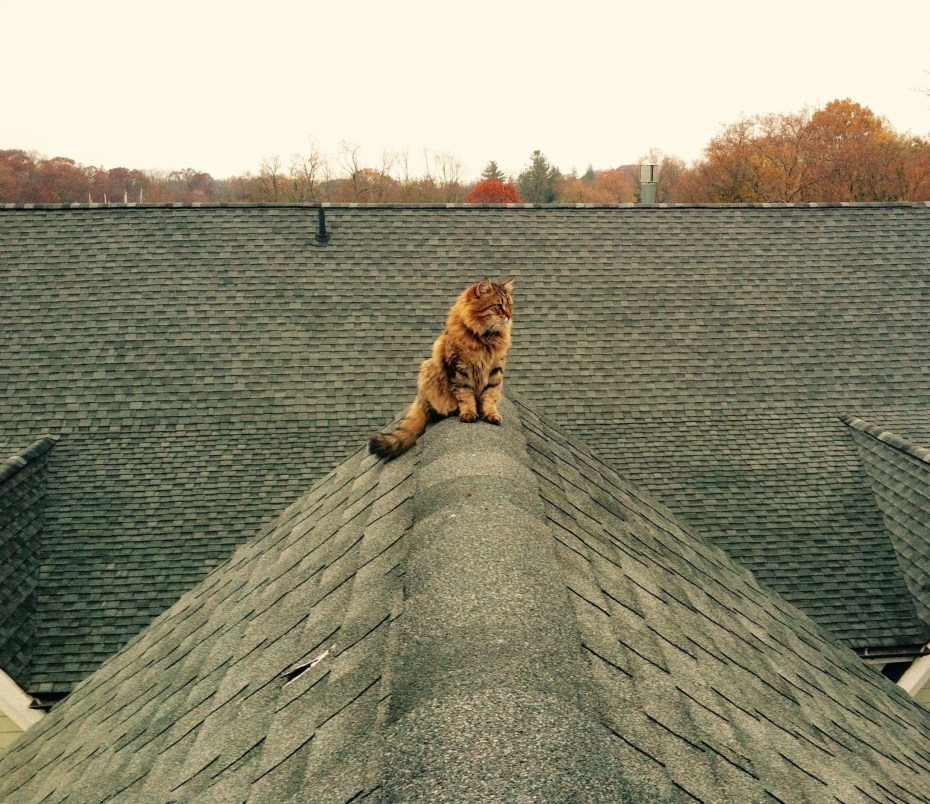 Кот на черепичной крыше