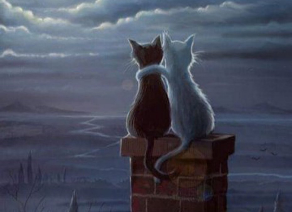 Коты на крыше ночью