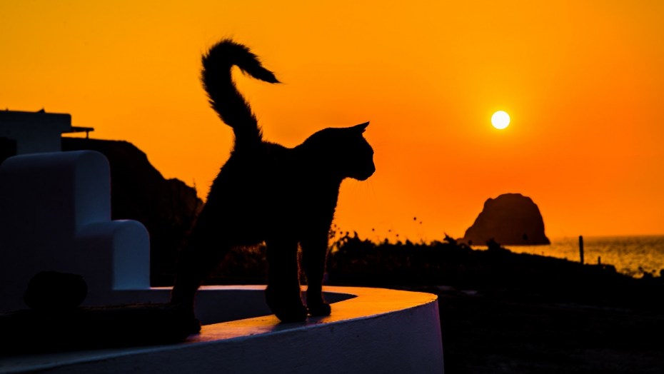 Котик на фоне заката