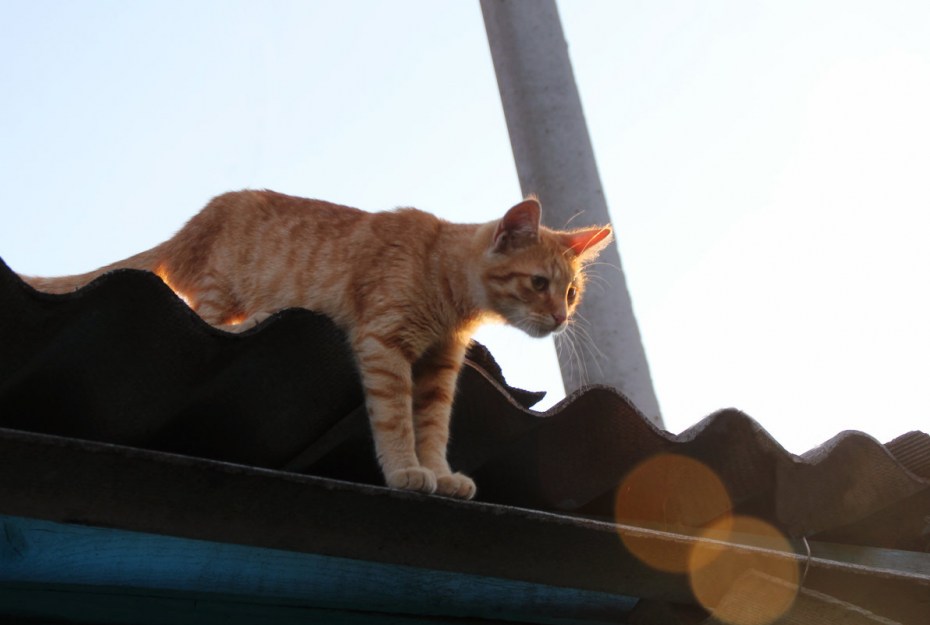 Кот на перилах