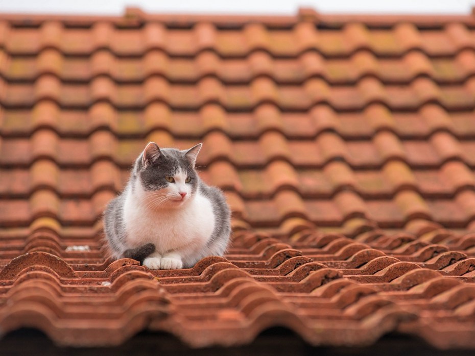 Котик на черепичной крыше