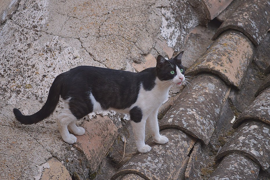 Cat on the Roof