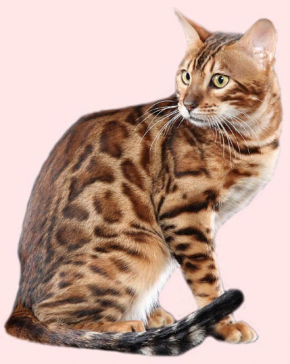 Кот тойгер