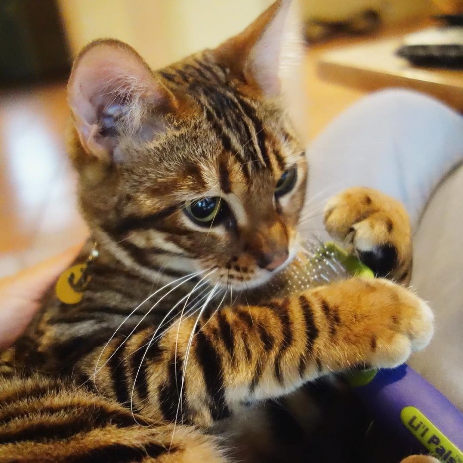 Кошка тойгер котята