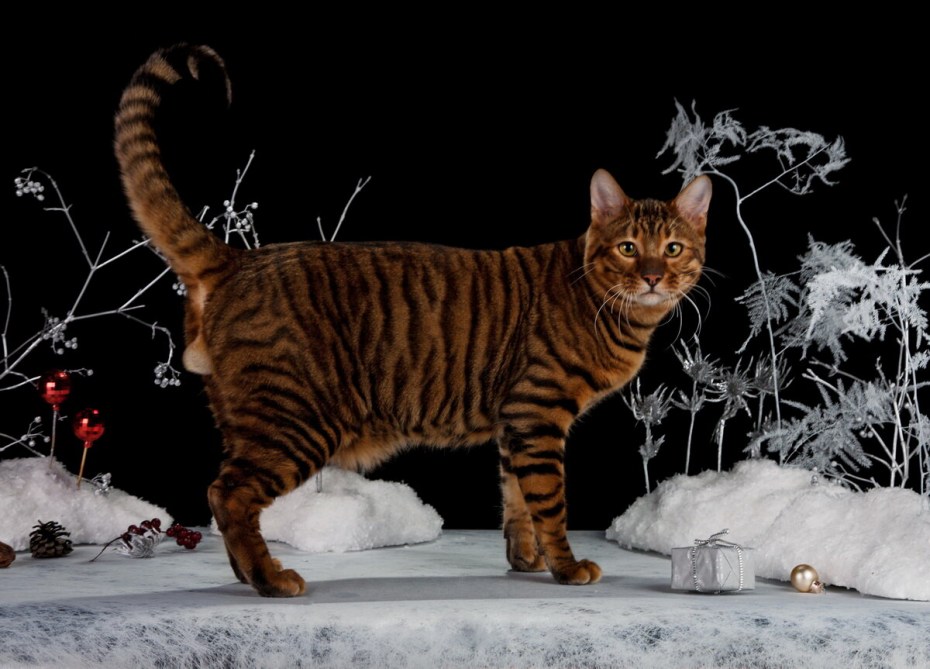 Котята породы тойгер