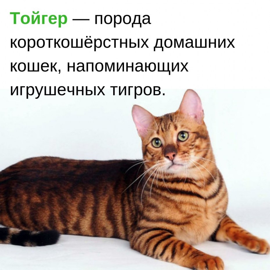 Порода тойгер