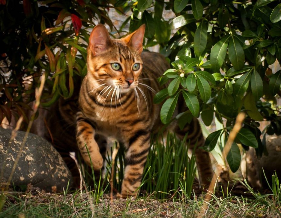 Кот тойгер