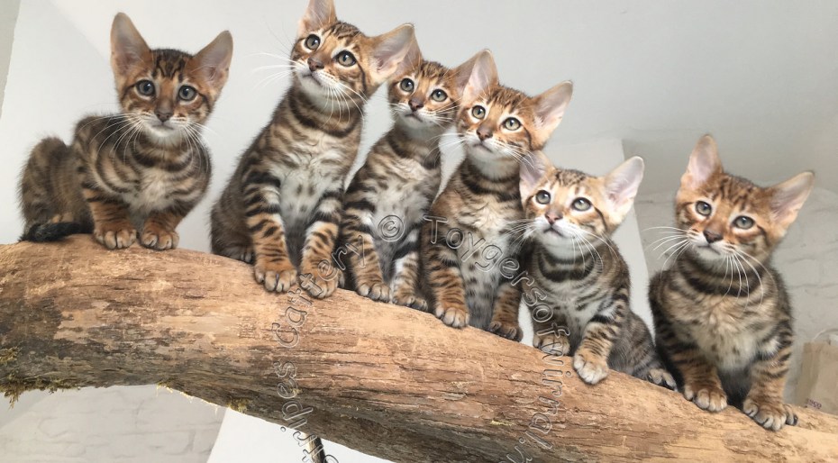 Кошка тойгер котята