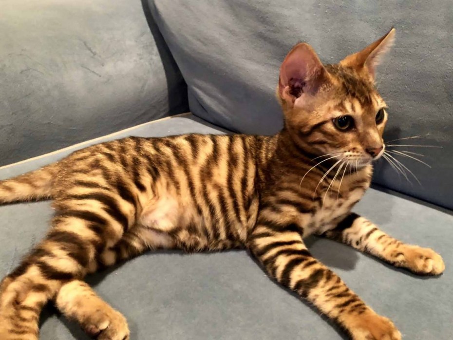 Кошка тойгер котята