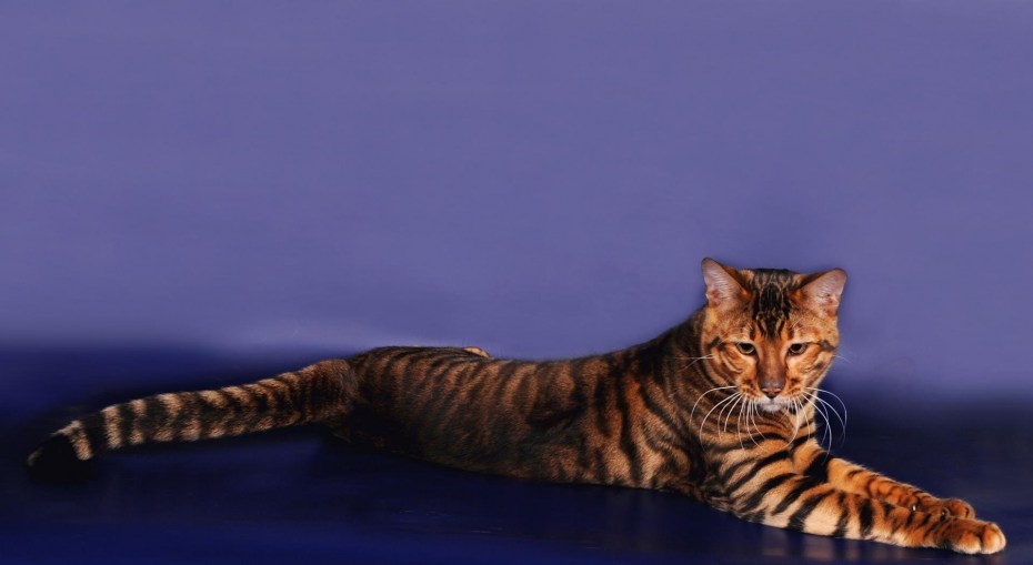 Кот тойгер