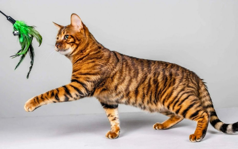 Кошка тойгер котята