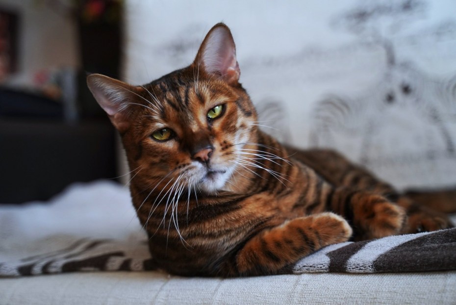 Цезарь кот тойгер