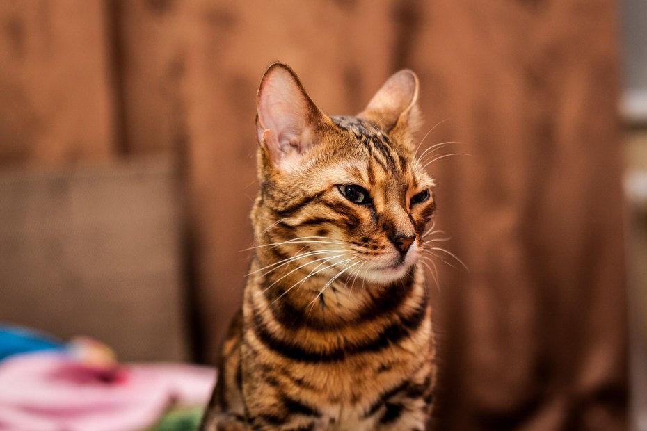 Кот тойгер