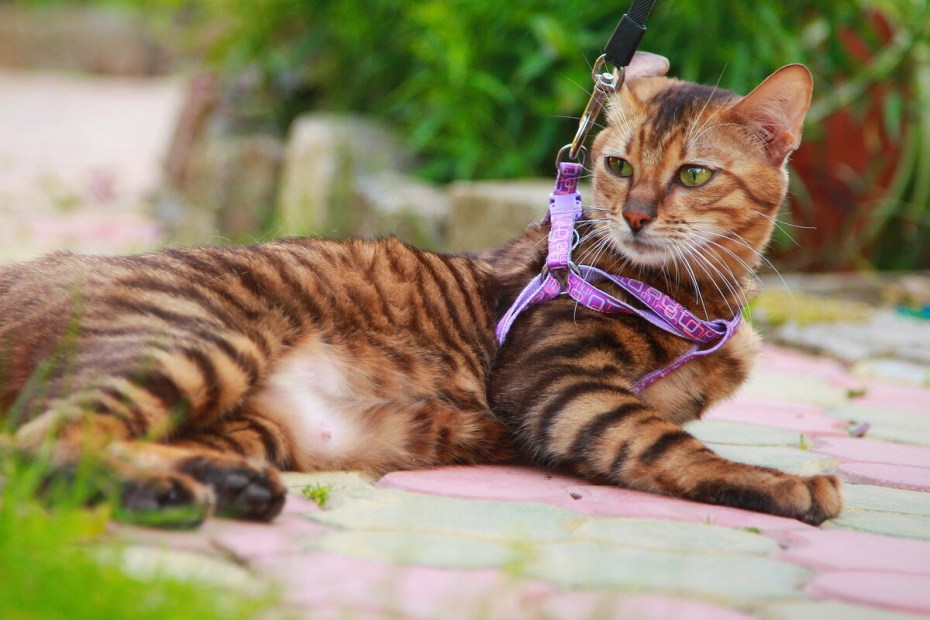 Котята породы тойгер